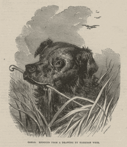 BWDog